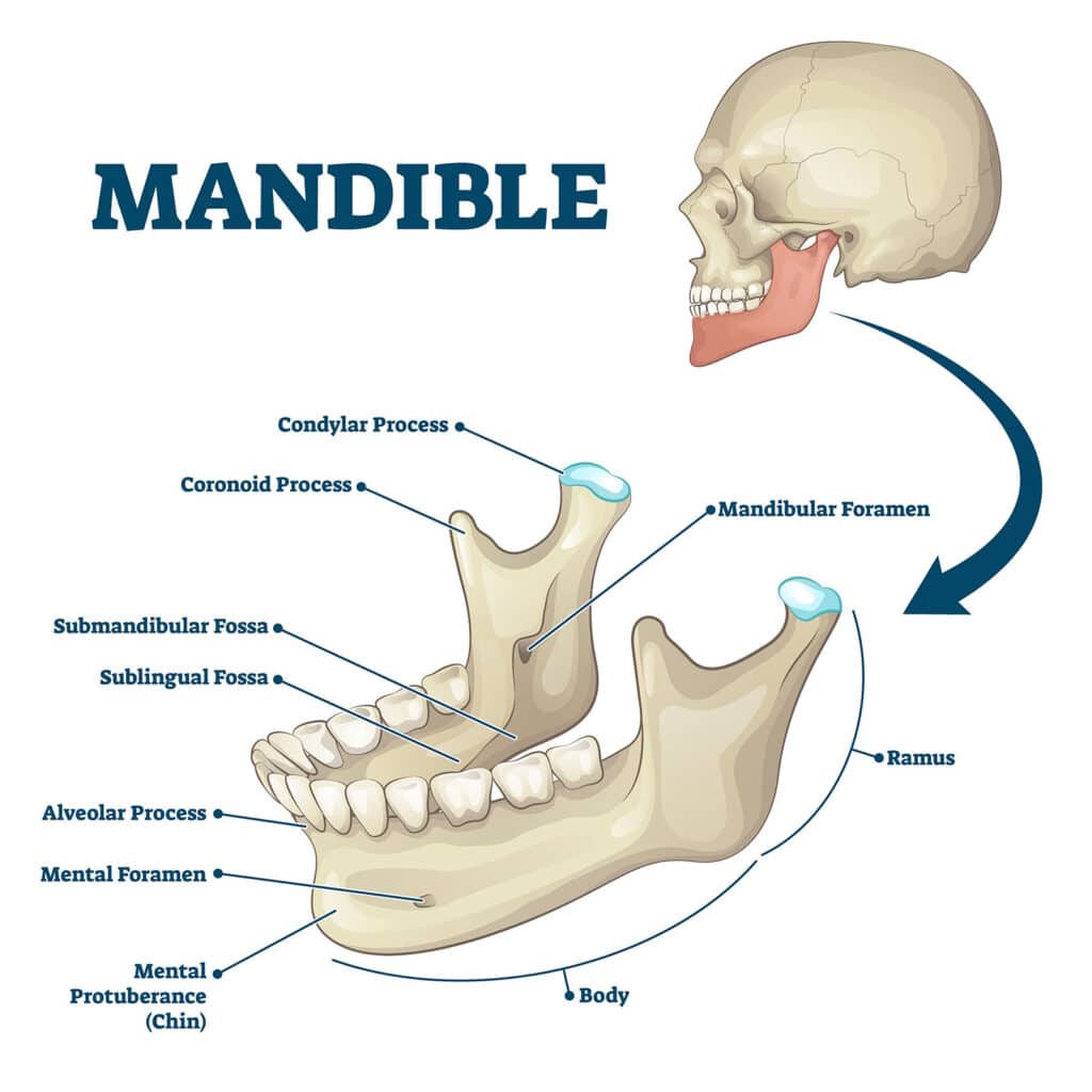 human jaw