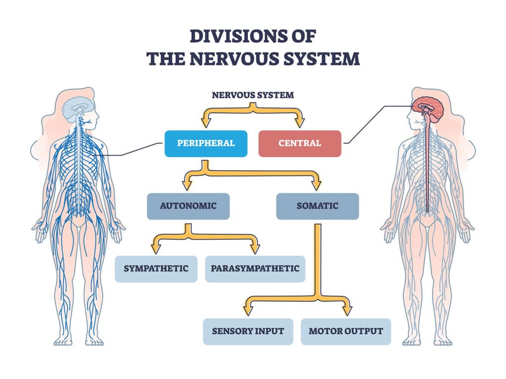 Substances That Change the Central Nervous System, Including